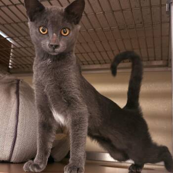 Priscilla -  Domestic Short Hair Cat for Adoption in Tempe, Arizona - Priscilla | PetCurious
