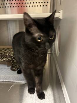 Rescue Domestic Short Hair Cats for Adoption in Kansas City, Missouri - Heidi | PetCurious