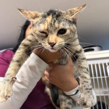 American Shorthair Cats Available for Adoption in Madison, Wisconsin - Ginny | PetCurious