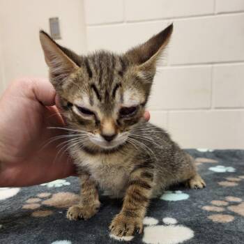 SCFL-Stray-66733 -  Domestic Short Hair Cat for Adoption in Lake Panasoffkee, Florida - SCFL-Stray-66733 | PetCurious