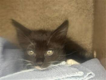CANDY CORN -  Domestic Short Hair Cat for Adoption in Rancho Cucamonga, California - CANDY CORN | PetCurious