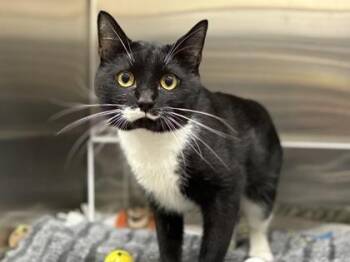 Neil -  Domestic Short Hair Cat for Adoption in Golden Valley, Minnesota - Neil | PetCurious
