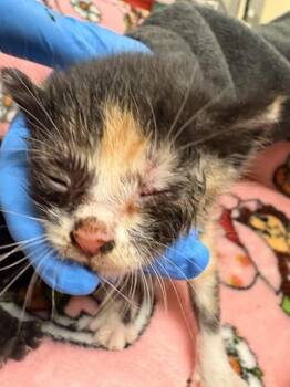 JANE -  Domestic Short Hair Cat for Adoption in Riverside, California - JANE | PetCurious