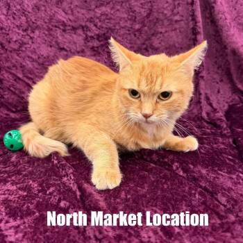 Faith -  Domestic Medium Hair Cat for Adoption in Raleigh, North Carolina - Faith | PetCurious