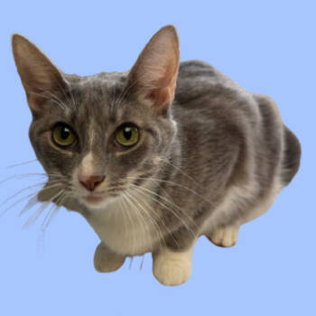 Rescue Domestic Short Hair Cats for Adoption in Tuscaloosa, Alabama - Pixie | PetCurious