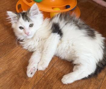 Eugene -  Domestic Long Hair Cat Available for Adoption in Williamsville, New York - Eugene | PetCurious