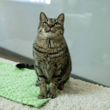 Rescue Domestic Short Hair Cats for Adoption in Houston, Texas - Rosie | PetCurious