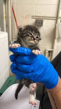 Domestic Short Hair Cats Available for Adoption in Fruit Heights, Utah - Howard | PetCurious