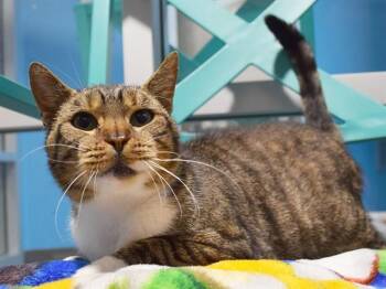 Domestic Short Hair Cats Available for Adoption in Sacramento, California - AUGUSTA | PetCurious