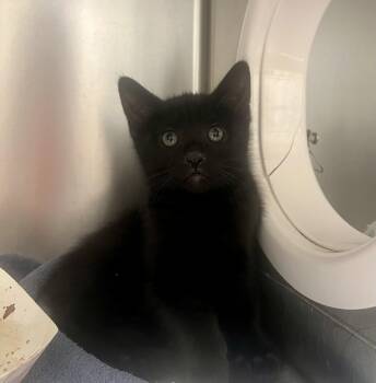 Coco -  Domestic Short Hair Cat Available for Adoption in Reisterstown, Maryland - Coco | PetCurious