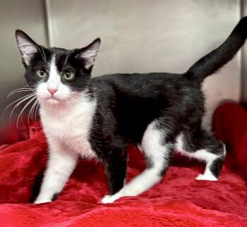 Rescue Domestic Short Hair Cats for Adoption in Beech Bottom, West Virginia - CHIP | PetCurious