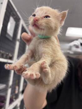 Bendy -  Domestic Short Hair Cat for Adoption in Youngtown, Arizona - Bendy | PetCurious