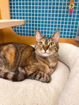 Misty -  Tortoiseshell and Tabby Cat for Adoption in West Hollywood, California - Misty | PetCurious