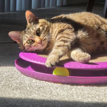 Delilah -  Domestic Short Hair Cat for Adoption in Spokane, Washington - Delilah | PetCurious