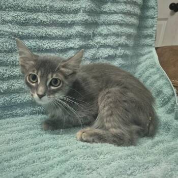 Sprout -  Domestic Medium Hair Cat for Adoption in Sunrise, Florida - Sprout | PetCurious