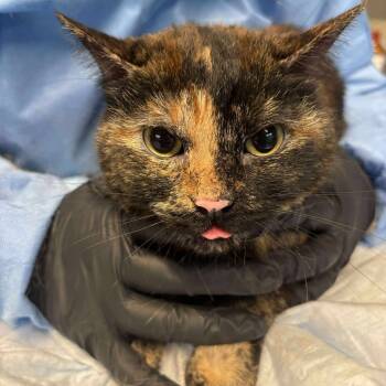 Rescue Domestic Short Hair Cats for Adoption in Huntington, West Virginia - Evie | PetCurious