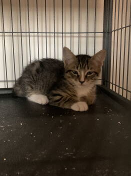 Rescue Domestic Short Hair Cats for Adoption in Sanford, Florida - Pecan Pie | PetCurious