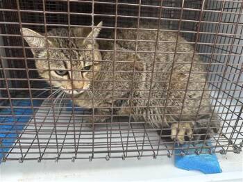 Domestic Short Hair Cats Available for Adoption - A650591 | PetCurious