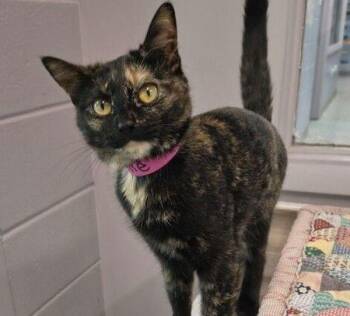 Callie -  Domestic Short Hair Cat Available for Adoption in Stratham, New Hampshire - Callie | PetCurious