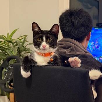 Rescue Domestic Short Hair Cats for Adoption in Villa Park, California - Carrey | PetCurious