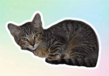LEONARD -  Domestic Short Hair Cat for Adoption in Sarasota, Florida - LEONARD | PetCurious