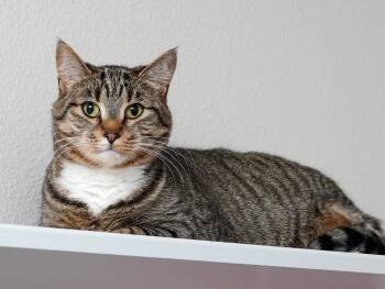 Domestic Short Hair Cats Available for Adoption - Mochi | PetCurious