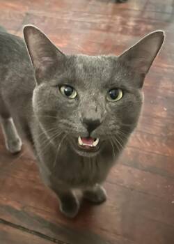 Marcelo -  Russian Blue Cat for Adoption in San Diego, California - Marcelo | PetCurious