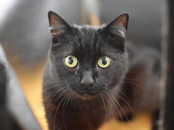 Norman -  Domestic Short Hair Cat for Adoption in Portland, Oregon - Norman | PetCurious