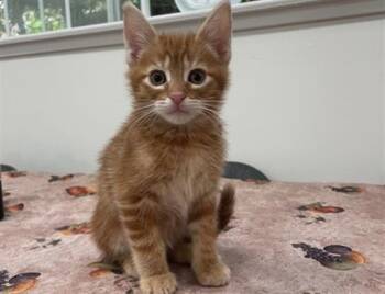 Rescue Domestic Short Hair Cats for Adoption in Santa Clara, California - TIGER | PetCurious