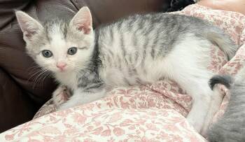 Pearl -  Domestic Short Hair Cat Available for Adoption in Winnipeg, Manitoba - Pearl | PetCurious