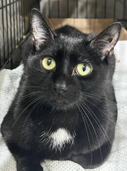 Rescue Domestic Short Hair Cats for Adoption in Westfield, Massachusetts - Luther | PetCurious