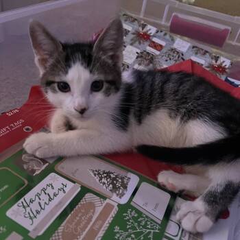 Rescue Domestic Short Hair Cats for Adoption in York, Pennsylvania - Patches | PetCurious