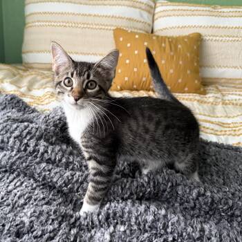 Waffles -  Domestic Short Hair Cat Available for Adoption in Fort Worth, Texas - Waffles | PetCurious