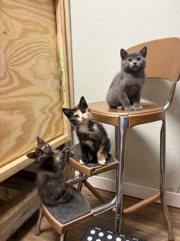 Sunflower -  Domestic Short Hair Cat for Adoption in Topeka, Kansas - Sunflower | PetCurious