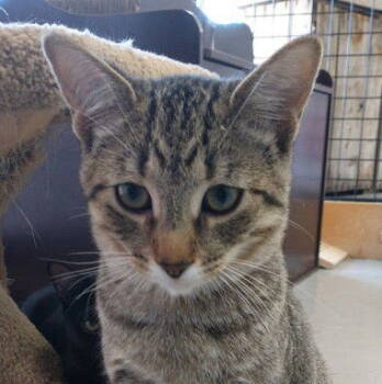 Rescue Domestic Short Hair Cats for Adoption in Richmond Hill, Ontario - Rhubarb (+Ocelot) | PetCurious