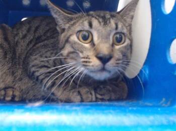 Domestic Short Hair Cats Available for Adoption - FLIP WILSON | PetCurious