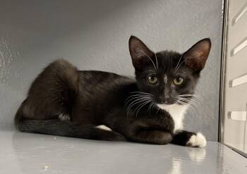 Tito (FCID# 06/16/2026 - 46 West Chester PS) KDC -  Tuxedo Cat for Adoption in Greenville, Delaware - Tito (FCID# 06/16/2026 - 46 West Chester PS) KDC | PetCurious