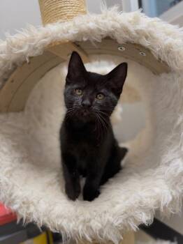Pharaoh -  Domestic Short Hair Cat for Adoption in Pierceton, Indiana - Pharaoh | PetCurious