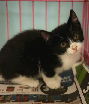 Rescue Domestic Short Hair Cats for Adoption in El Dorado, Arkansas - Cosmos | PetCurious