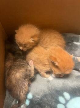 Domestic Short Hair Cats Available for Adoption - A1907837 | PetCurious