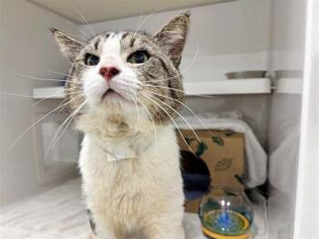 Domestic Medium Hair Cats Available for Adoption in Brentwood, Missouri - RUSS | PetCurious