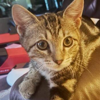 Abu -  Domestic Short Hair Cat for Adoption in Concord, New Hampshire - Abu | PetCurious