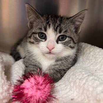 Domestic Short Hair Cats Available for Adoption - Kami | PetCurious