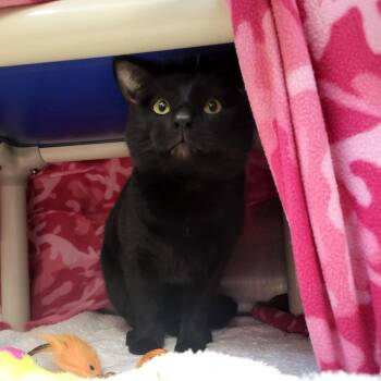 Raven -  Domestic Short Hair Cat for Adoption in Fort Wayne, Indiana - Raven | PetCurious