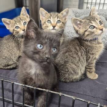 Rescue Domestic Short Hair Cats for Adoption in Kingman, Kansas - Beckham (blue Collar) | PetCurious