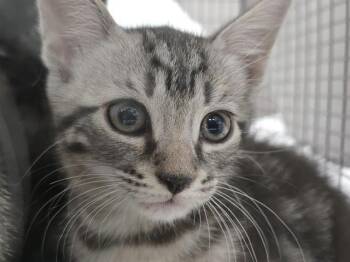 Domestic Short Hair Cats Available for Adoption in Fort Lauderdale, Florida - CLIFF | PetCurious