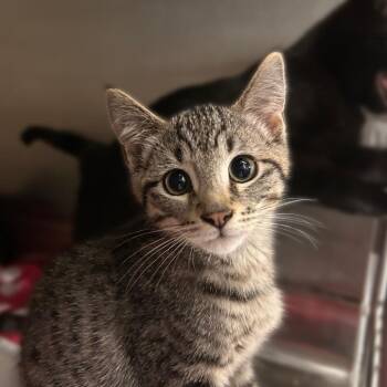 Gambit -  Domestic Short Hair Cat for Adoption in Davenport, Iowa - Gambit | PetCurious