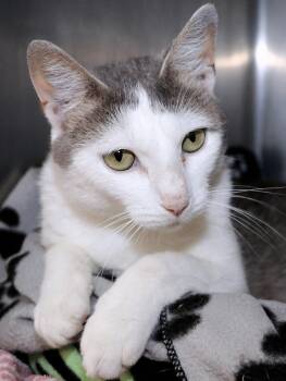 TJ -  Domestic Short Hair Cat for Adoption in Cincinnati, Ohio - TJ | PetCurious