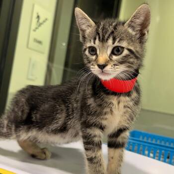 Mumu -  Domestic Short Hair Cat for Adoption in Tampa, Florida - Mumu | PetCurious