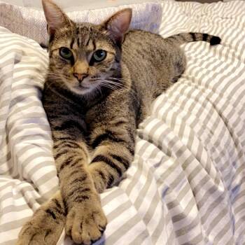 Zeus -  Domestic Short Hair Cat for Adoption in Englewood, Florida - Zeus | PetCurious
